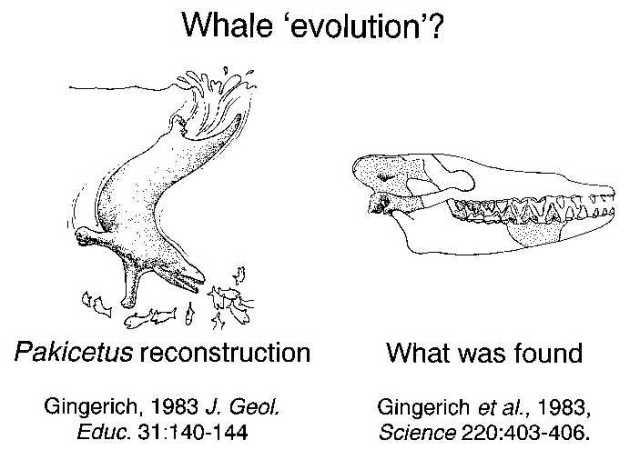 whale2a
