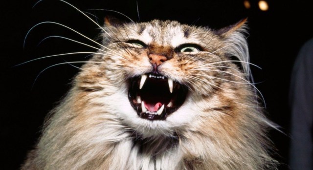 20-of-the-most-evil-cats-youll-ever-see-11.jpg