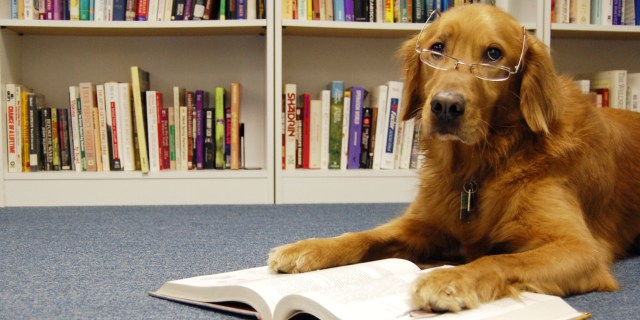 DOG-READING-A-BOOK-facebook